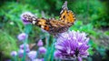 A beautiful brown butterfly is played on the purple flowers of an onion on a warm summer day_6_.